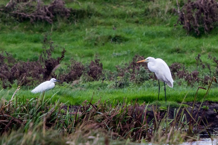 Great White Egret