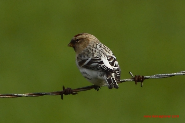 Hornemann's Arctic Redpoll
