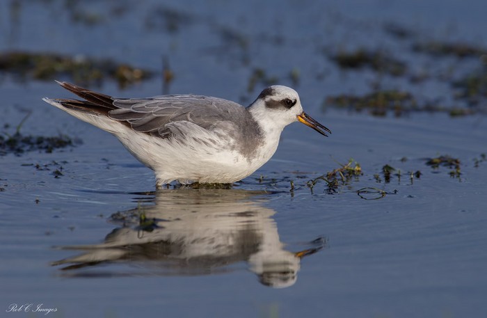 Grey Phalarope