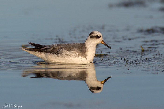 Grey Phalarope
