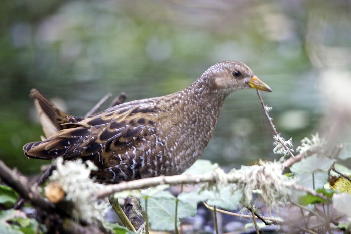 Spotted Crake