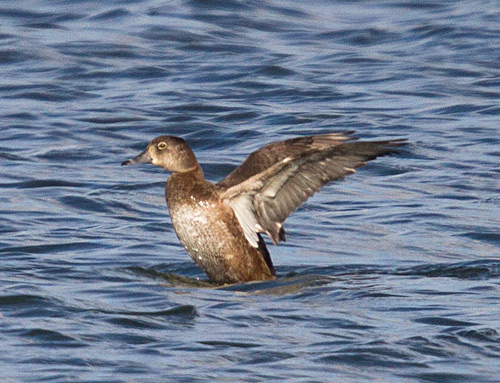 Ring-necked Duck