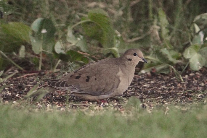 Mourning Dove