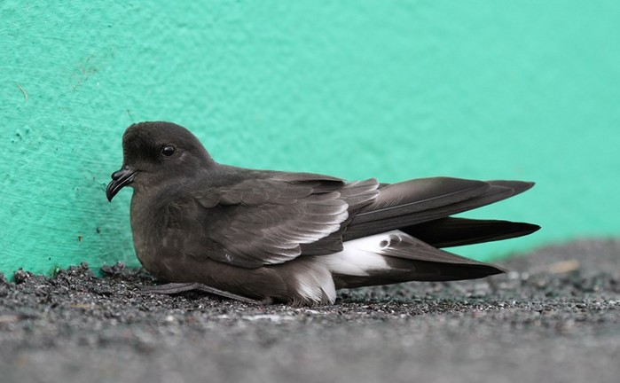 Storm Petrel