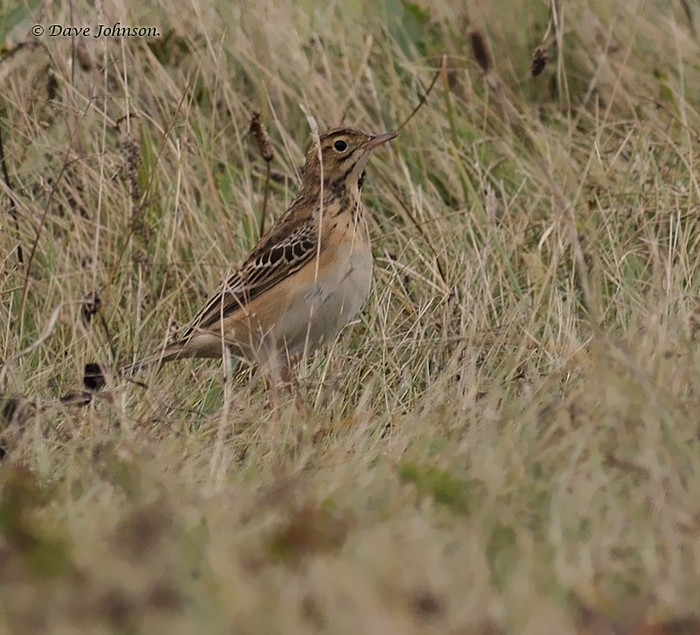 Richard's Pipit
