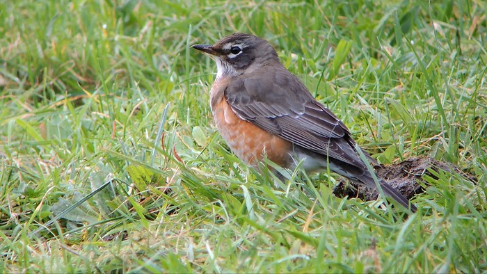 American Robin
