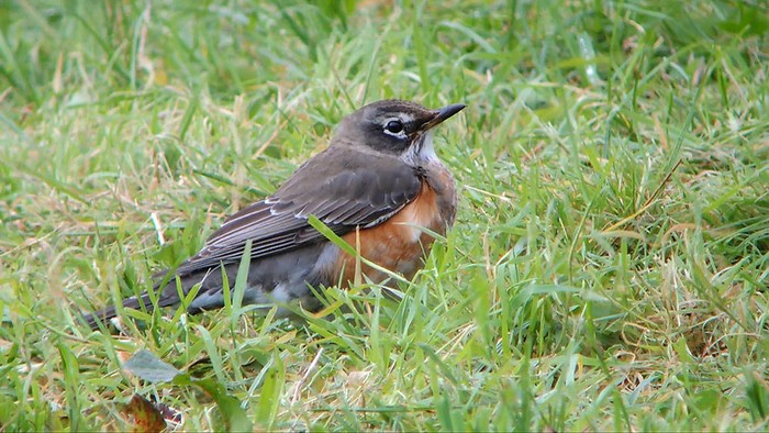 American Robin