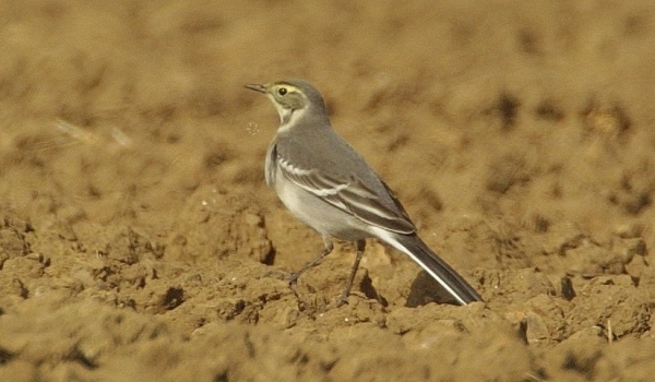 Citrine Wagtail