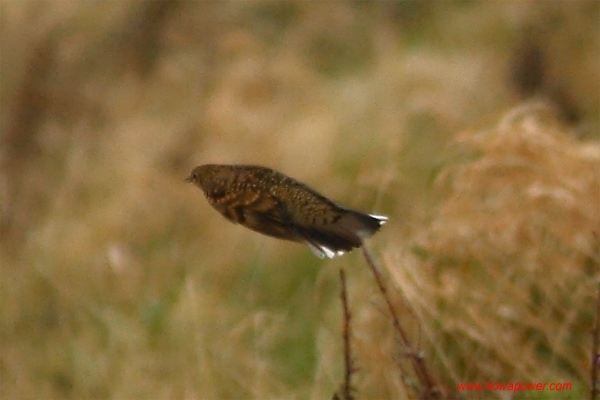 White's Thrush