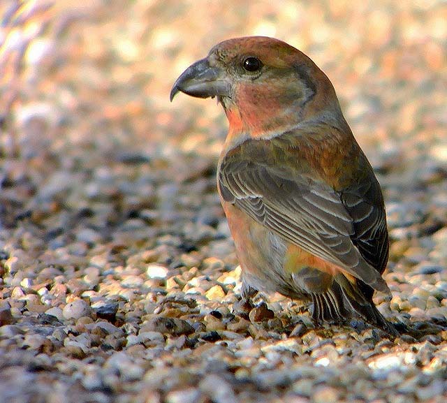 Crossbill
