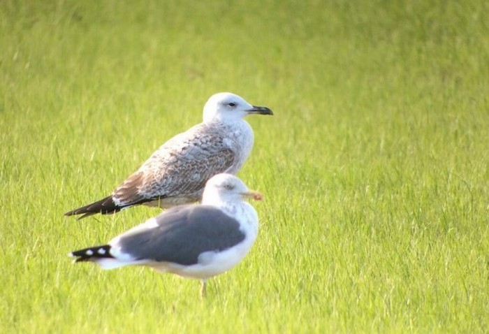 Caspian Gull