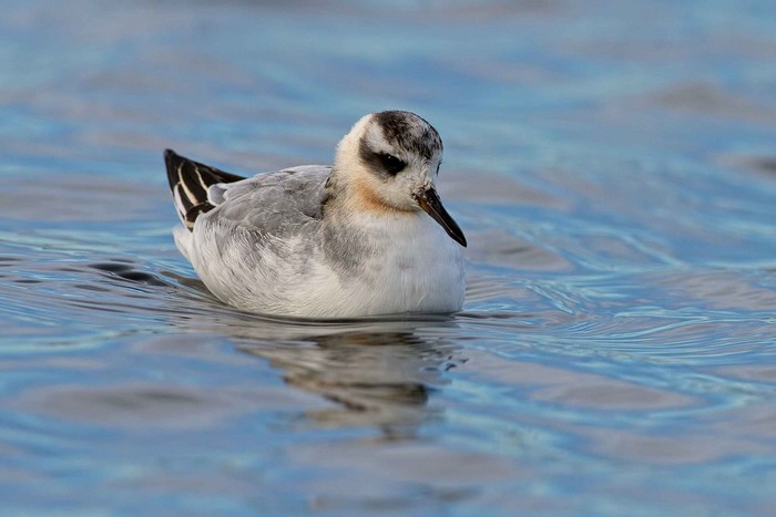 Grey Phalarope