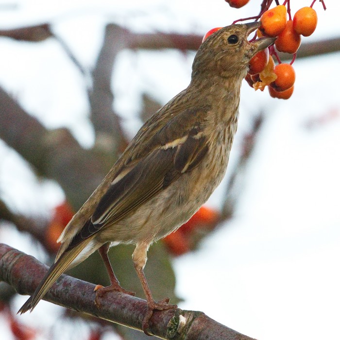 Common Rosefinch