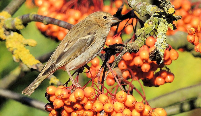 Common Rosefinch