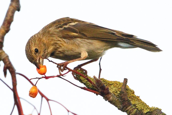 Common Rosefinch