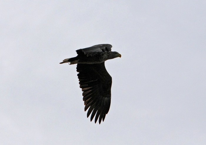 White-tailed Eagle