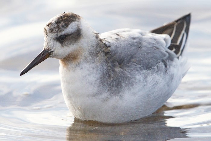 Grey Phalarope