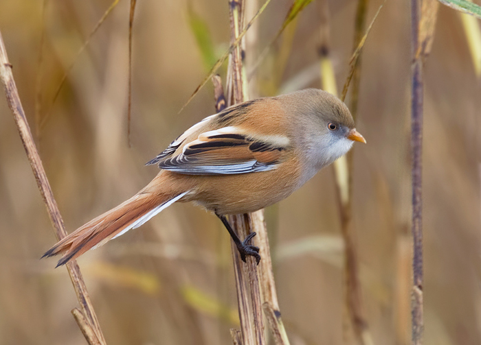 Bearded Tit