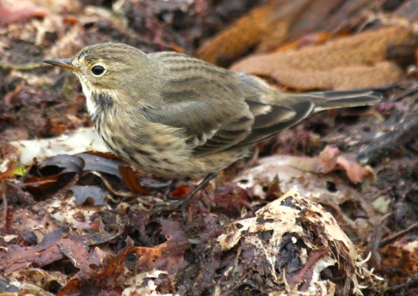 Buff-bellied Pipit