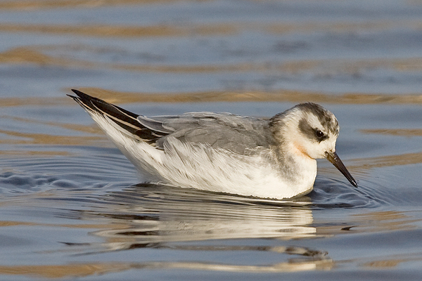 Grey Phalarope