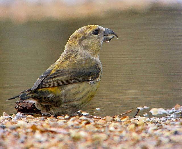 Crossbill