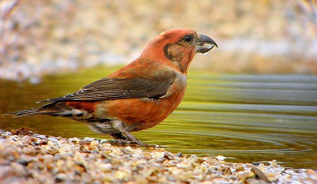 Crossbill