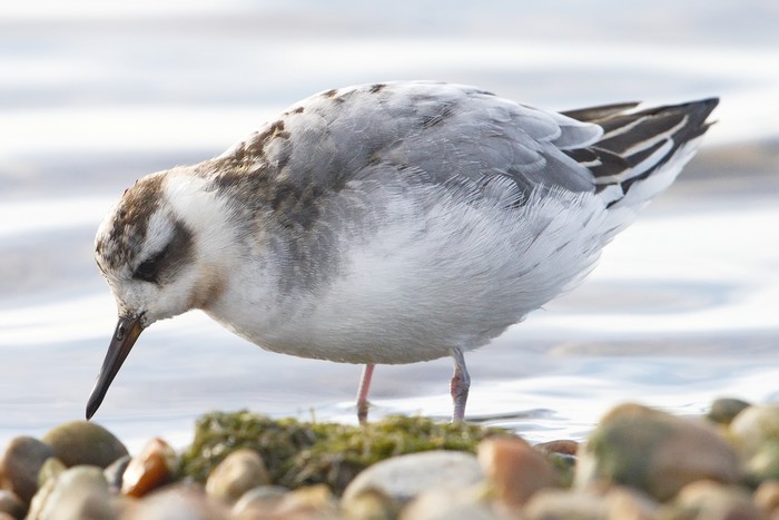 Grey Phalarope