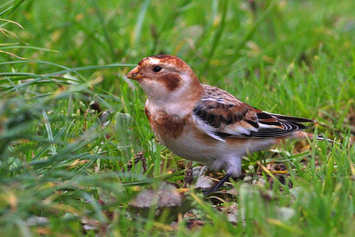 Snow Bunting