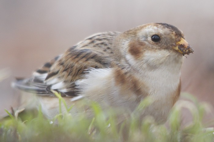 Snow Bunting