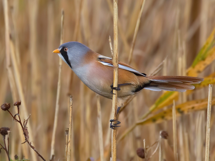 Bearded Tit