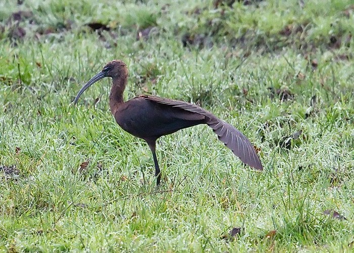 Glossy Ibis