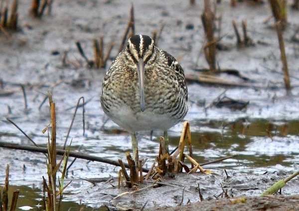 Wilson's Snipe