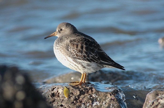 Purple Sandpiper