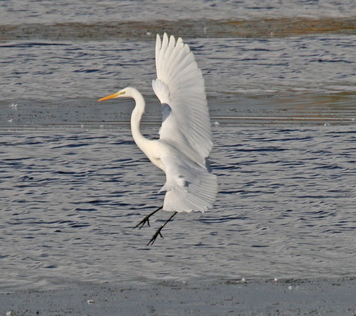 Great White Egret