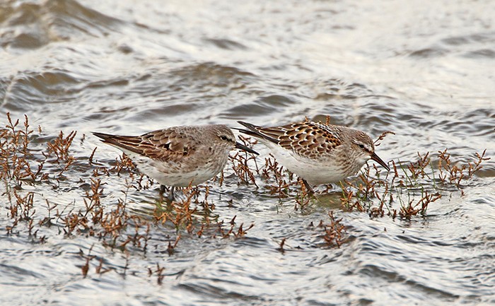 White-rumped Sandpiper