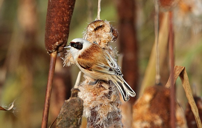 Penduline Tit