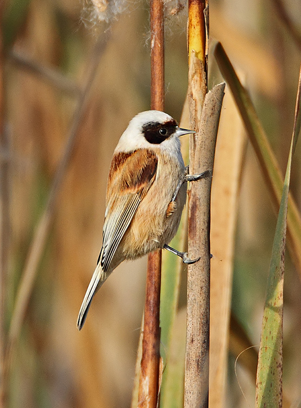 Penduline Tit