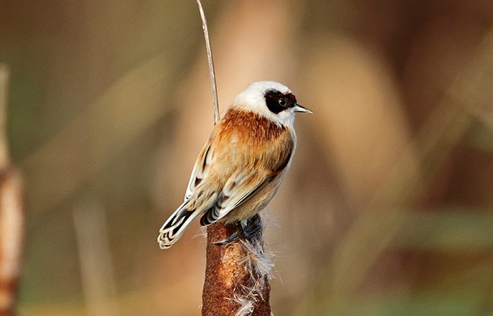 Penduline Tit