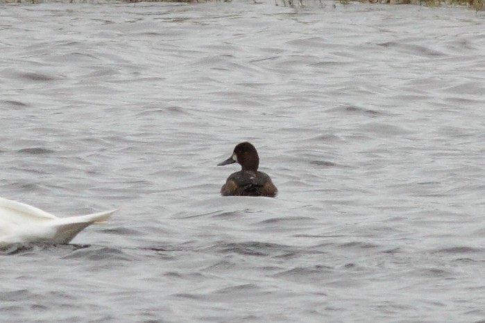 Lesser Scaup