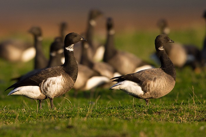 Black Brant