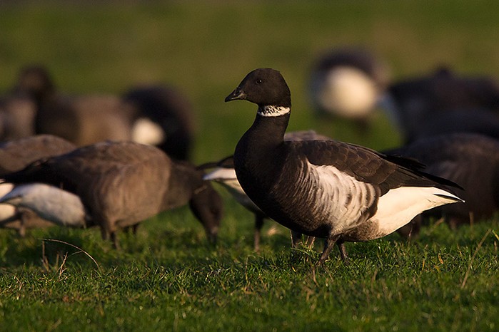 Black Brant