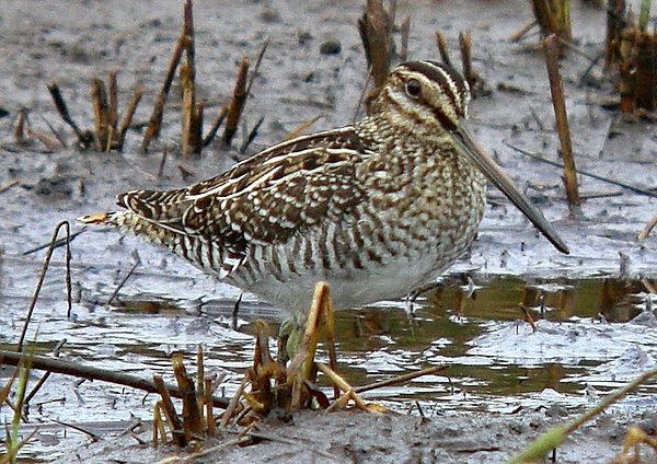 Wilson's Snipe
