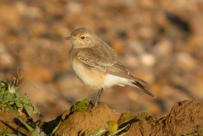 Pied Wheatear