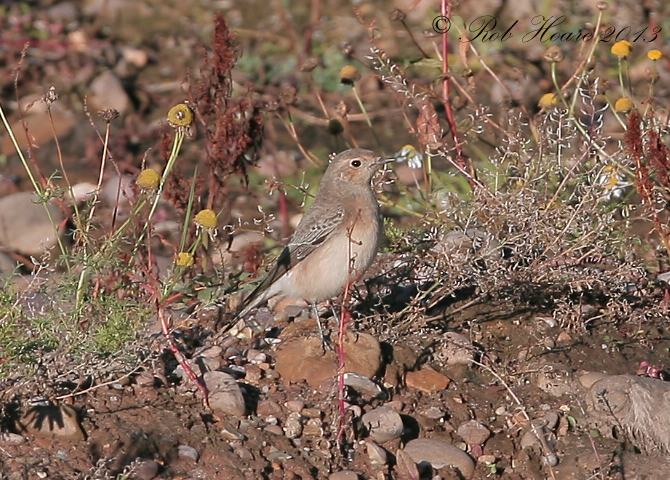Pied Wheatear