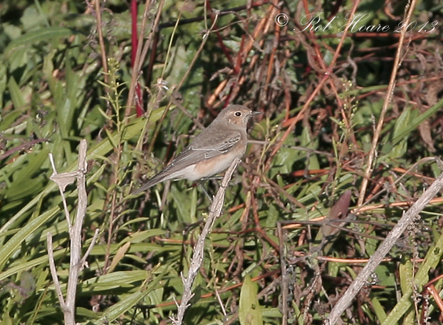 Pied Wheatear