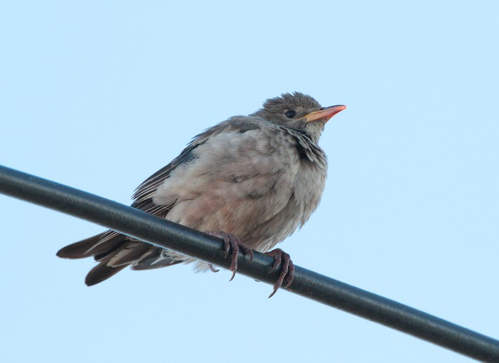 Rose-coloured Starling