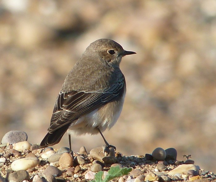 Pied Wheatear
