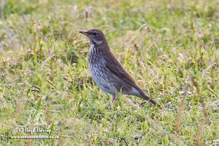 Black-throated Thrush