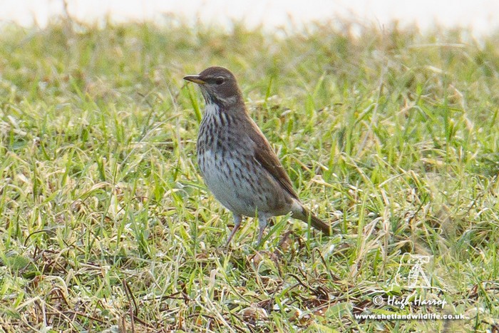 Black-throated Thrush