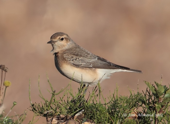 Pied Wheatear